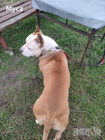 Американски стаф 