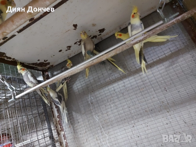 продавам корели , снимка 5 - Папагали - 52263263