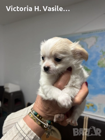 Чихуахуа дългокосместо , снимка 4 - Чихуахуа - 52669804