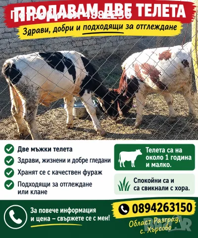 продаватсе мъжки телета пишете или се обадете