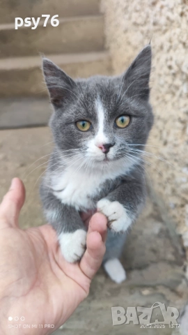 Сиво малко котенце си търси дом, снимка 4 - Други - 52860061