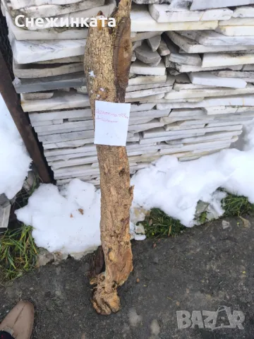Дървен материал-чемшир (50-140лв), снимка 3 - Декорация за дома - 48544183