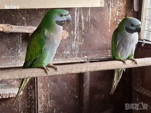 Папагали Китайски Александър , снимка 3 - Папагали - 48283869