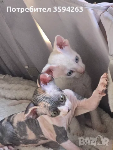 Коте Свинкс Флок , снимка 3 - Сфинксове - 55707847