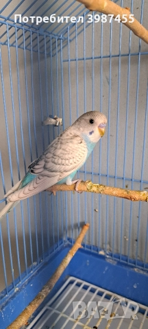 Продавам млади вълнисти папагали. Излюпени на 20.10.2025., снимка 7 - Папагали - 52593477