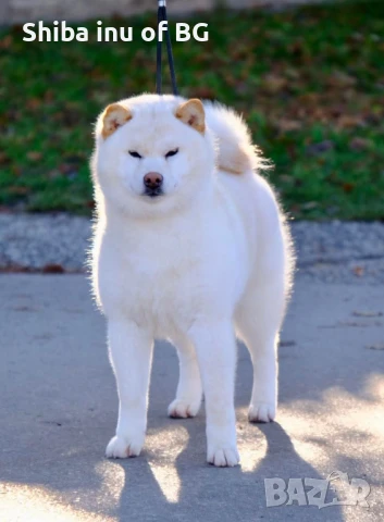 Шиба ину - верен приятел в игрите!