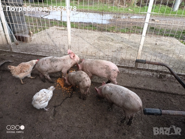 прасенца , снимка 6 - Прасета - 52020221