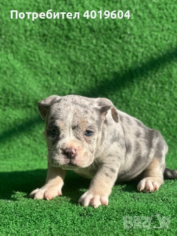 Американско були покет мерле, снимка 8 - Други - 52792170