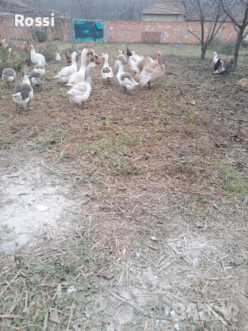 Млади селски гъски 