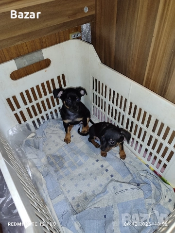 2 броя пинчери женски , снимка 7 - Пинчер - 52670801