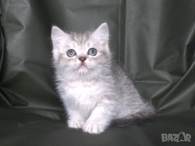 Британски късокосмести котета, снимка 7 - Британска късокосместа - 52373949