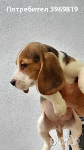Бигъли , снимка 5 - Бигъл - 50899235