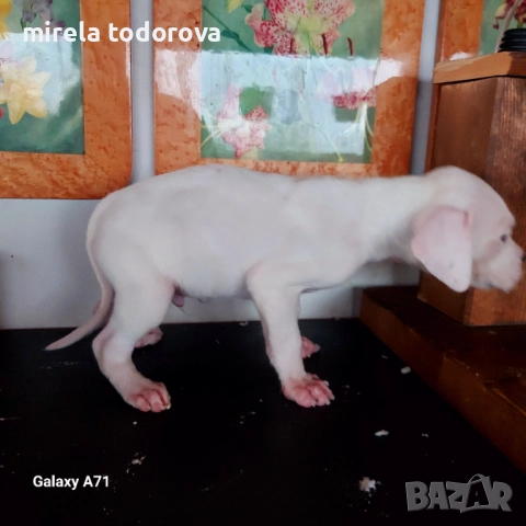 Дого Аржентино , снимка 6 - Дого аржентино - 52413341