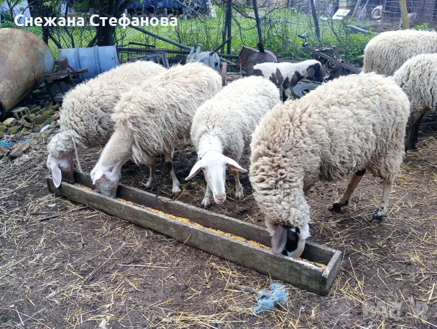 Продавам овце и коч