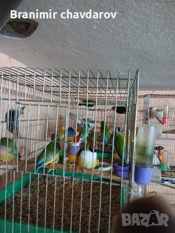 продавам гулдови папагалови и други амадини