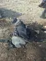части от бмв е39 2.0 150к., снимка 9