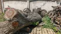 Продавам 3 орехови трупи, снимка 4