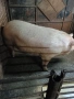 Prodavam bremenna svinq, снимка 2