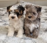 Йоркширски Териер Мерле и Бивер, снимка 1