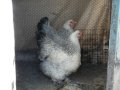 Продавам едри кокошки, снимка 1 - Кокошки и пуйки - 44372530