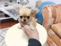 Продавам мъжки  чихуахуа , снимка 1