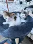 Подарявам малки котенца, снимка 3