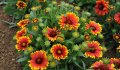Продавам цветя Гайлардия – разсад за пролетно засаждане в градината, различни цветове, снимка 17