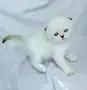 Клепоухо мъжко със сини очи , снимка 2