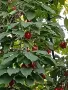 Продавам едроплодни дренки, снимка 3