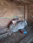 Зайци Великан и Чинчила, снимка 2