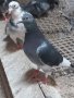 Спортни гълъби линия  Ян Аарден , снимка 1 - Гълъби - 42223178