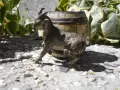 СТАРА БРОНЗОВА ФИГУРА СТАТУЕТКА КОЗЛЕ , снимка 2