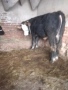 Продавам крави и телета, снимка 9