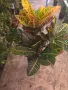 Фикус Кротон стайно растение, снимка 3