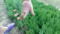 Туя за жив плет , снимка 1