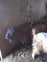 Продавам ярета, пръчове и кози, снимка 5