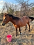 Кобила и Женско муле, снимка 2