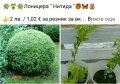 💐🪴💐Лоницера - 3 вида🎁🦋🌷, снимка 4