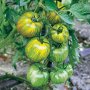 Био семена, расат  Домат Смаралд (зелена зебра) Ранен,индетерминантен сорт.Плодовете са с бърз разте, снимка 1 - Разсади - 37437537