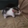 Малки котенца търсят своя дом, снимка 11