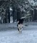 🐾 НАЙДЕН ТЪРСИ СВОЯ ЧОВЕК! , снимка 2