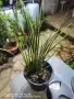 Carex oshimensis 'Evergold' (Карекс Евърголд) , снимка 1