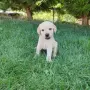 Лабрадор ретривър , снимка 9