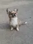 момиченце чихуа , снимка 1