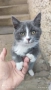 Сиво малко котенце си търси дом, снимка 4