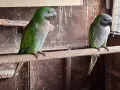 Папагали Китайски Александър , снимка 3