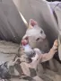 Коте Свинкс Флок , снимка 3