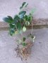 Зимзелен, вечно зелено растение, билка, снимка 1