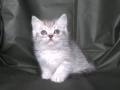Британски късокосмести котета, снимка 7