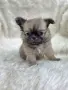 Чихуахуа момиченце, снимка 10